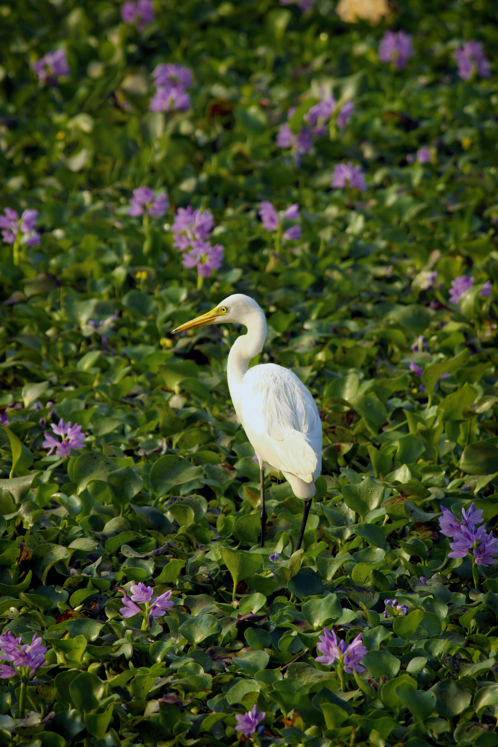 Canon EOS 700D (EOS Rebel T5i / EOS Kiss X7i) sample photo. Bird, bloom, blooming, blossom photography