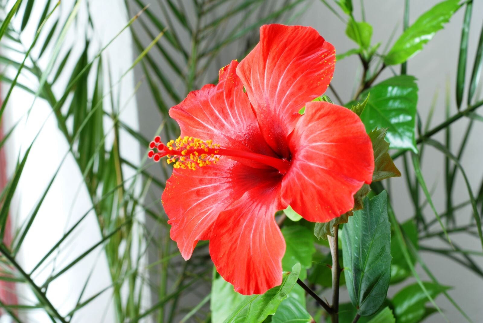 Nikon D200 sample photo. Flower, hibiscus, red photography