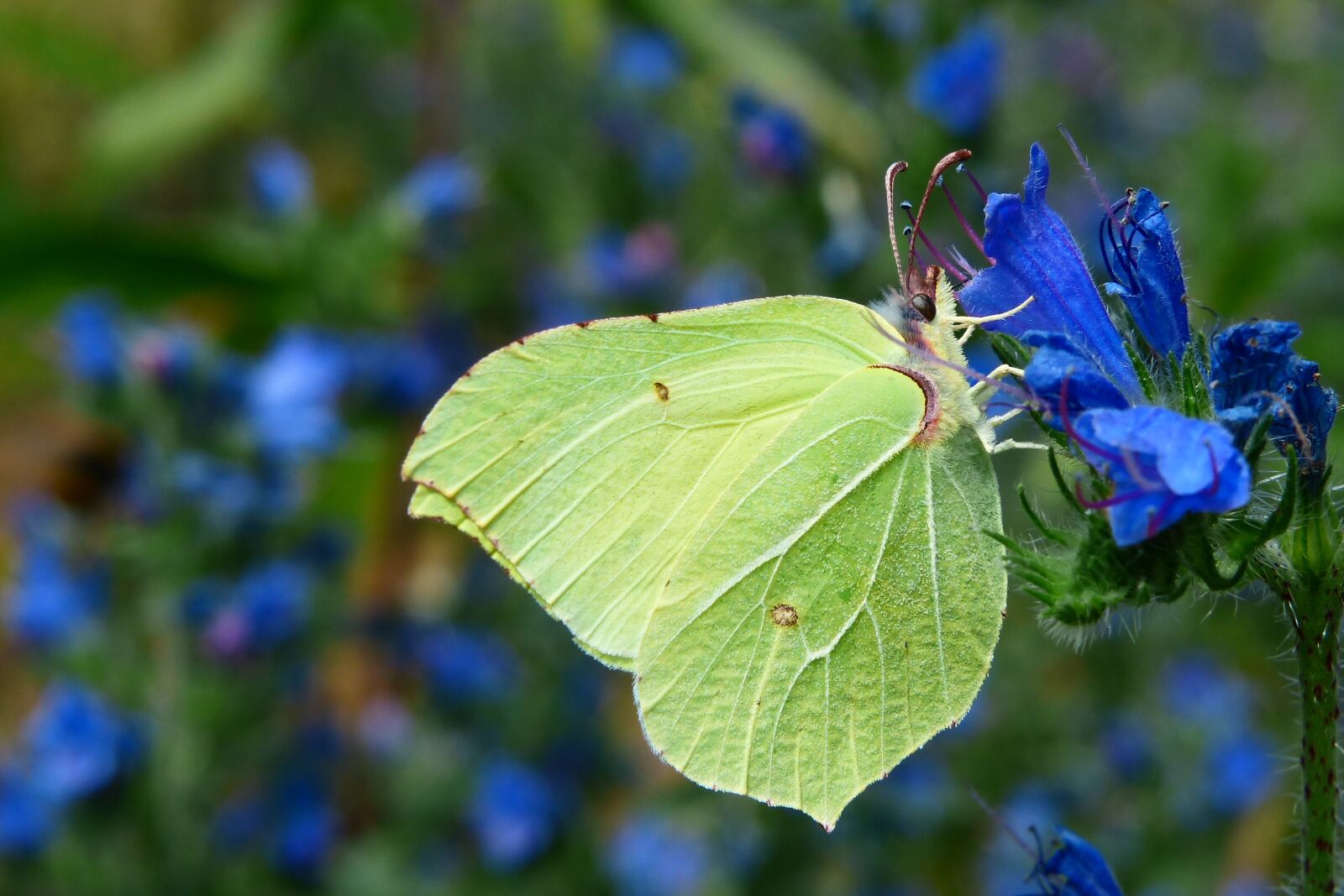 Panasonic Lumix DMC-FZ200 sample photo. Latolistek sulphur butterfly, insect photography