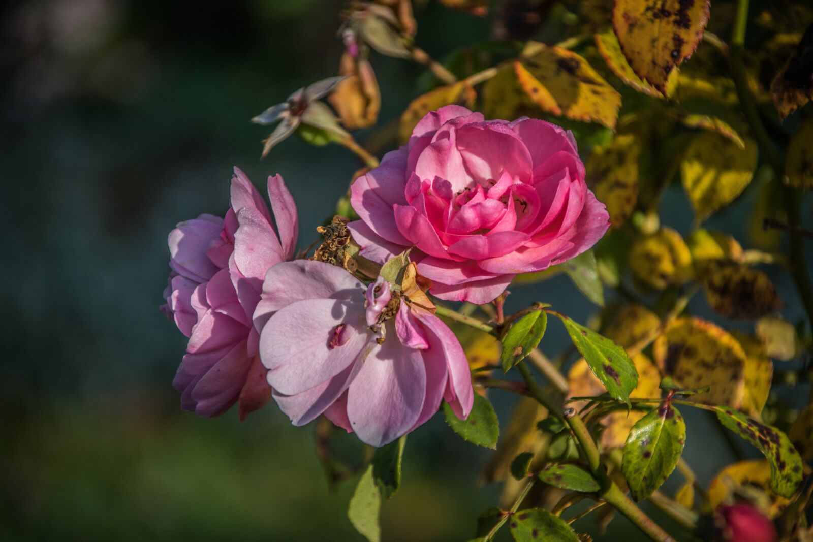 Nikon D5300 sample photo. Flowers, rose, pink photography
