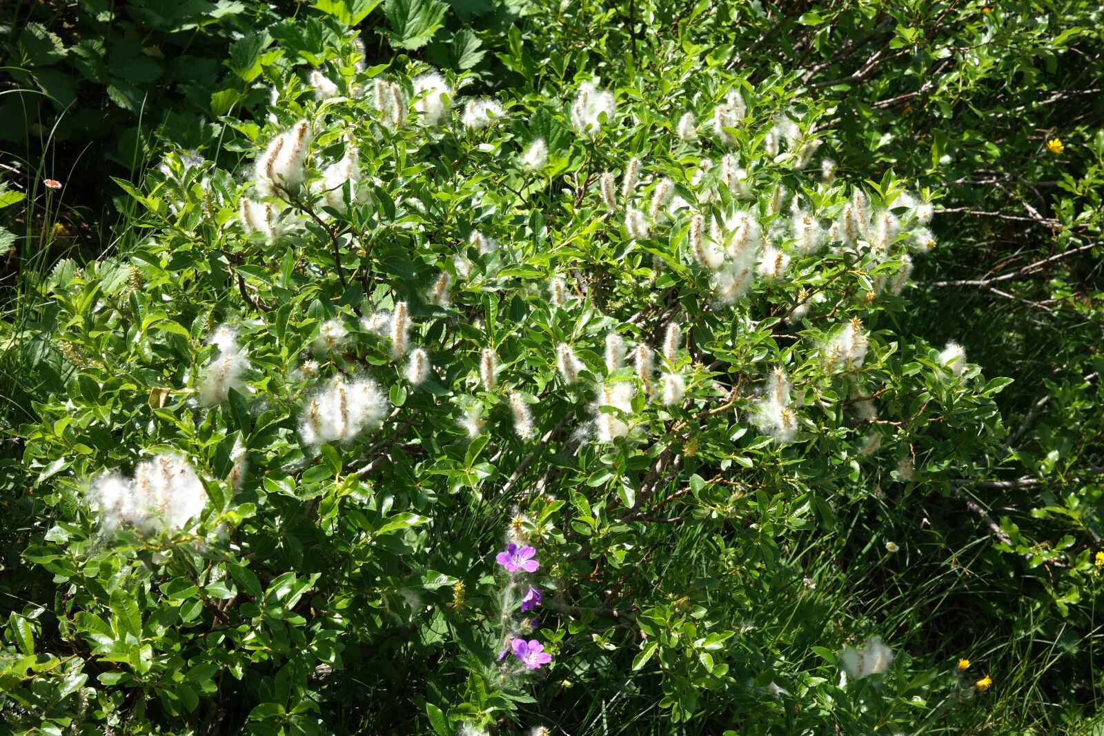 Samsung NX300 sample photo. Dwarf shrub, alps-pasture, alpine photography