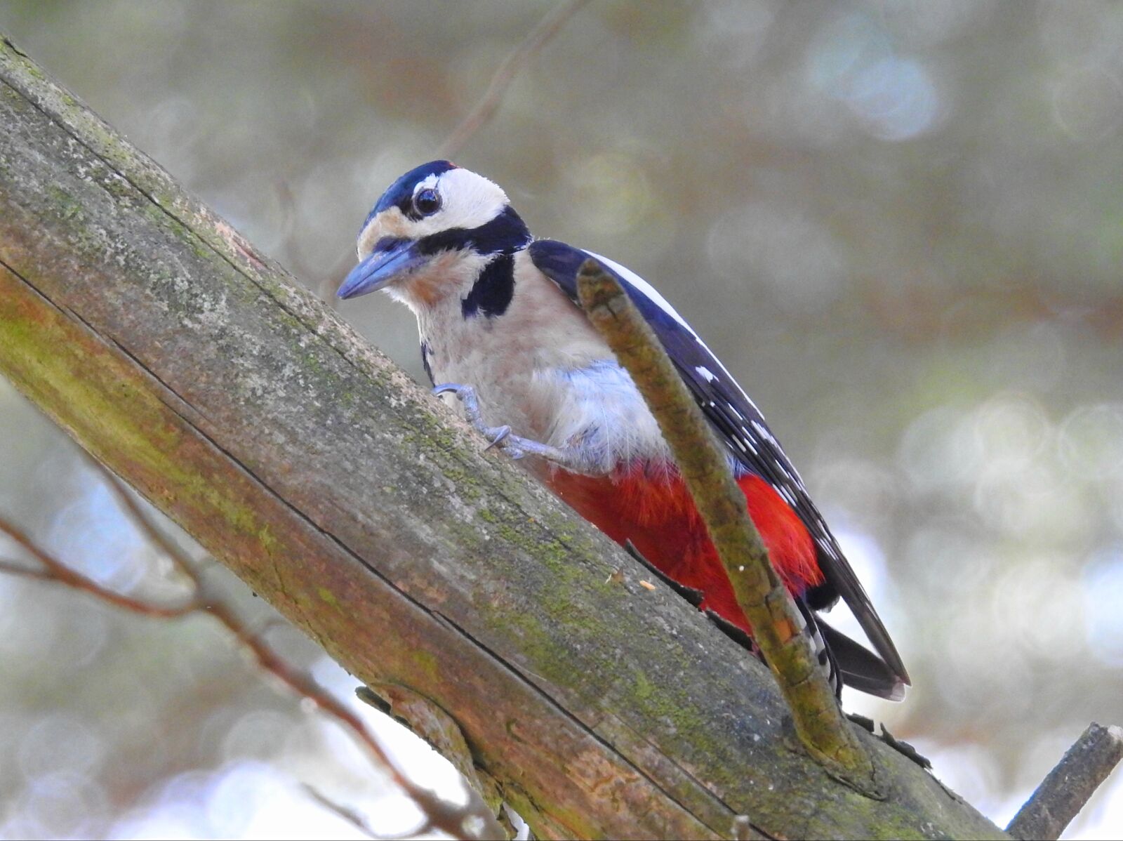 Nikon Coolpix P900 sample photo. Birds, nature, woodpecker photography