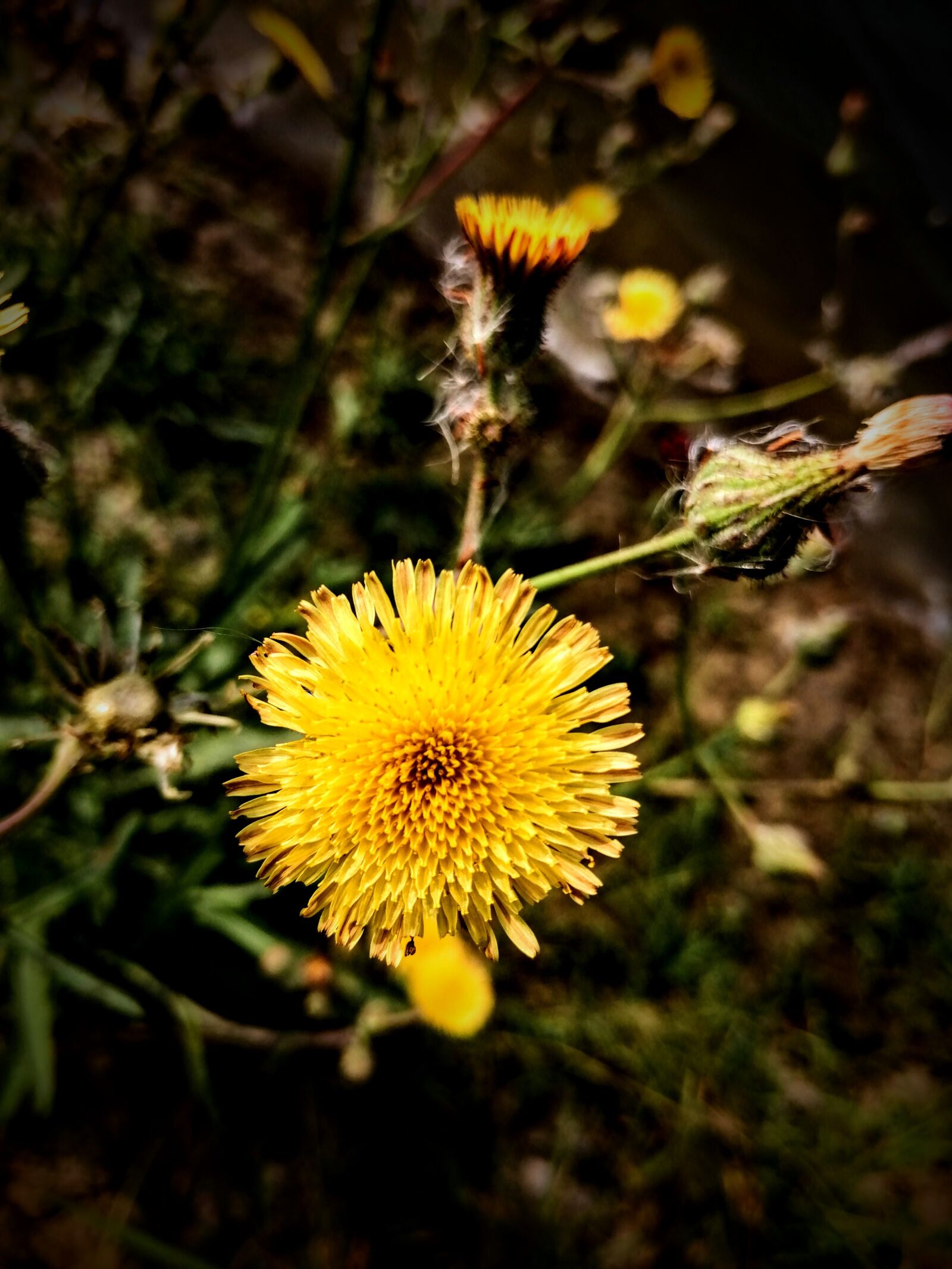 HUAWEI Honor 8x sample photo. Flower, yellow, yellow flowers photography