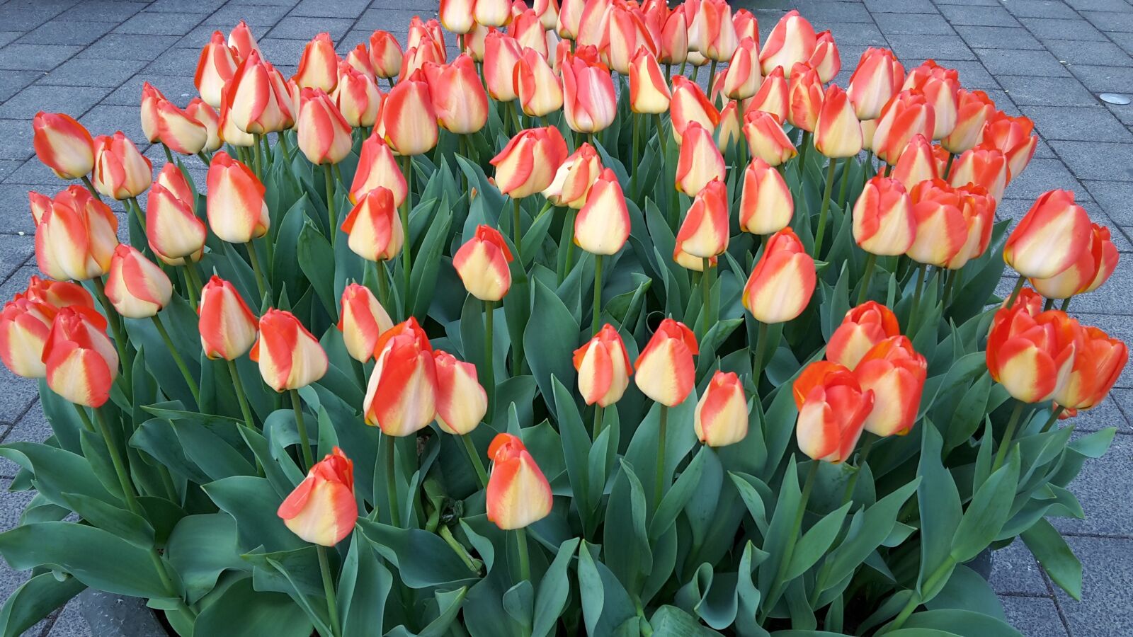 Samsung Galaxy S5 Mini sample photo. Tulips, amsterdam, netherlands photography