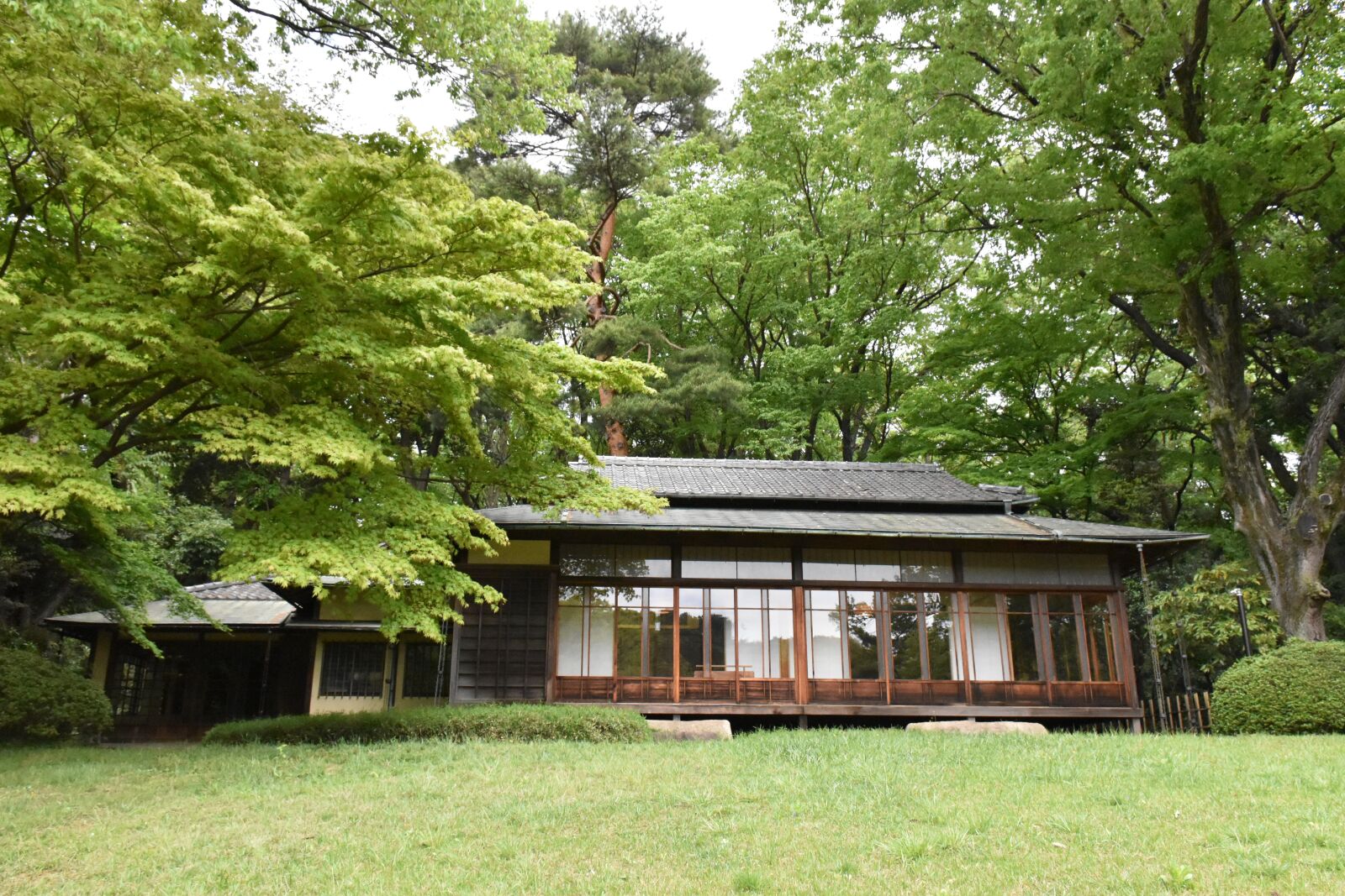 Nikon D5600 sample photo. Garden, meiji jingu shrine photography