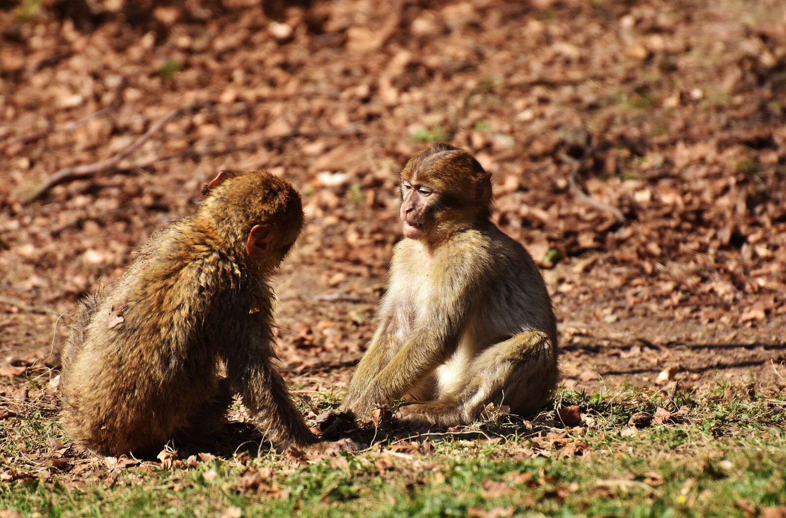 Nikon D7200 sample photo. Berber monkeys, play, cute photography