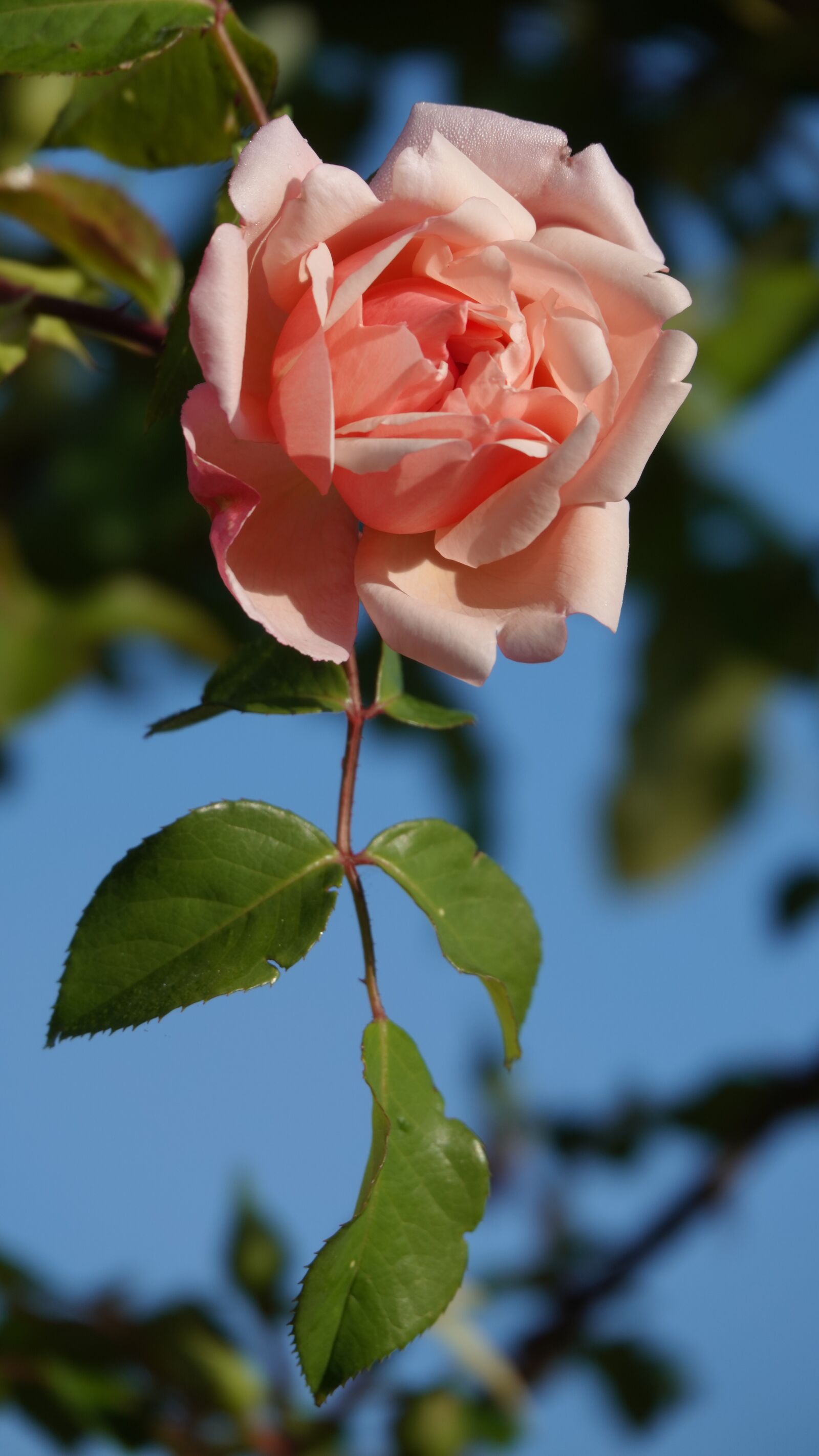 Sony Cyber-shot DSC-RX10 IV sample photo. Pink, spring, garden photography