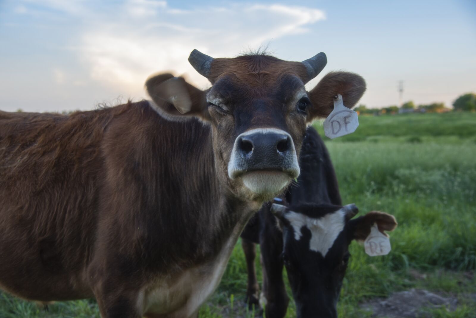Nikon D810 sample photo. Cow, cattle, farm photography