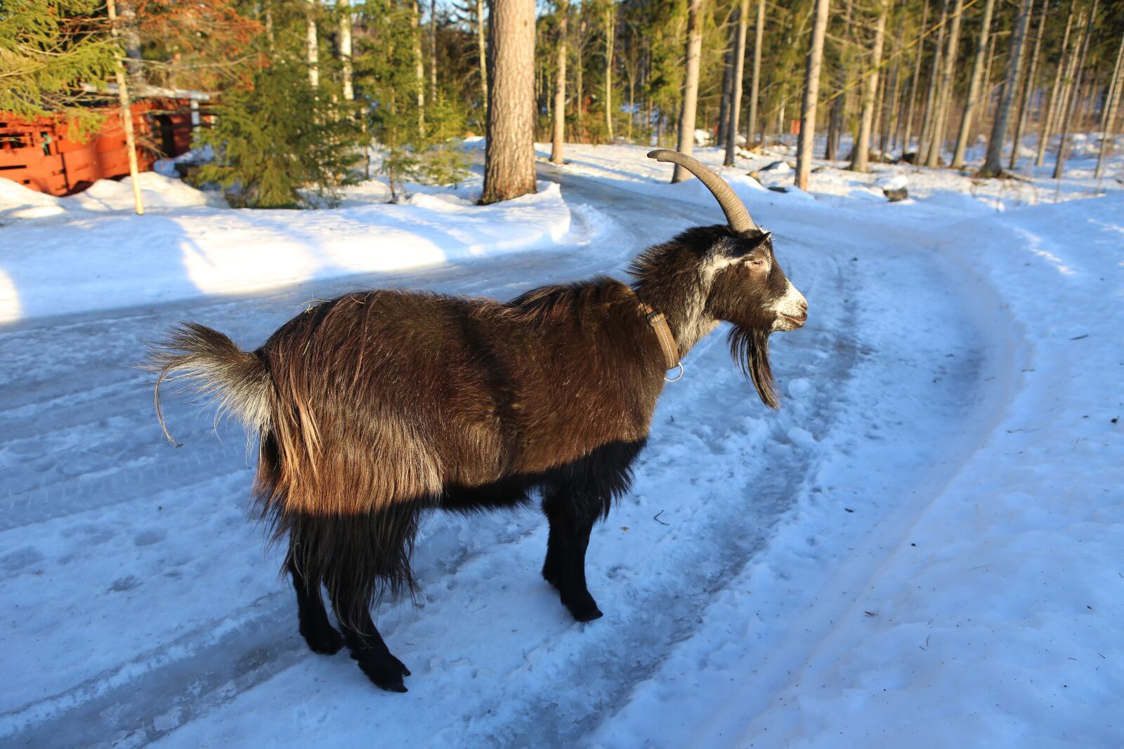 Canon EOS 6D + Canon EF 24-70mm F2.8L USM sample photo. Goat, claus, mammal photography