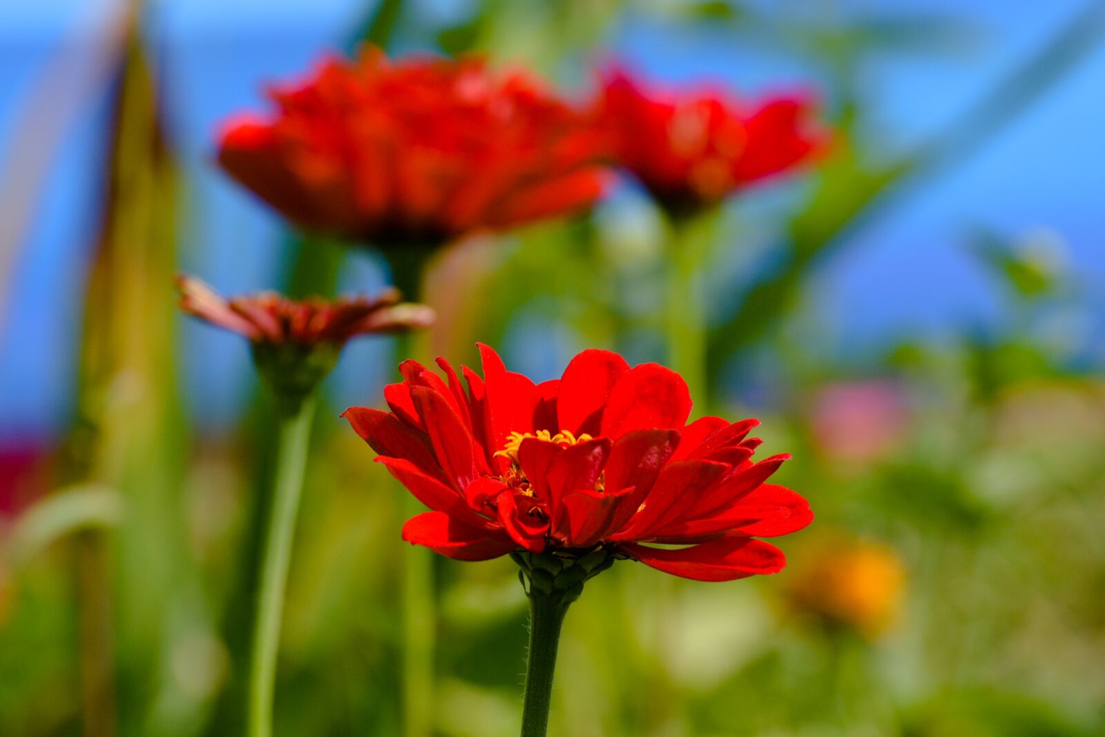 Nikon D5200 sample photo. Nature, sheet, outdoors photography
