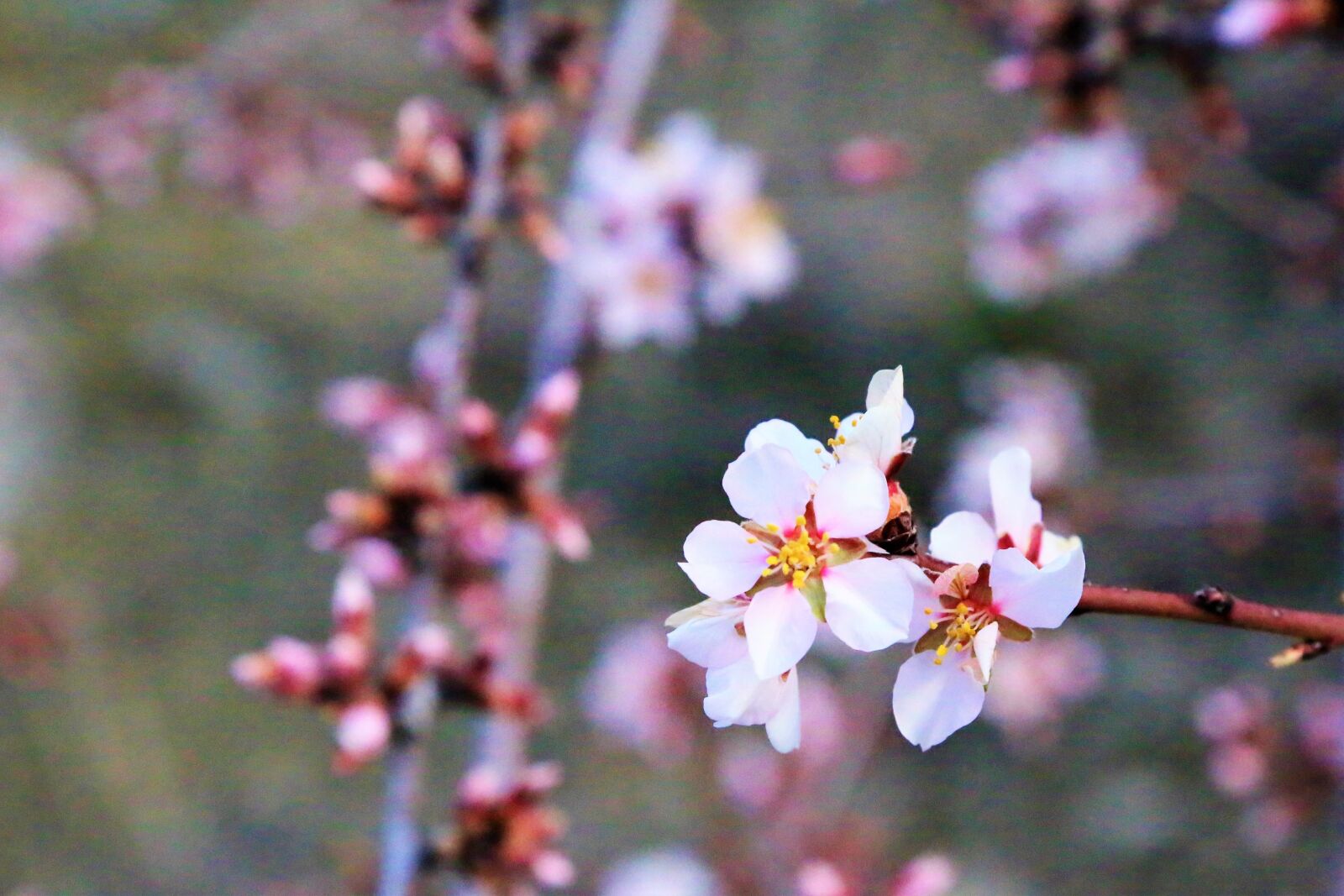 Canon EF 24-105mm F4L IS USM sample photo. Flower, bud, spring photography