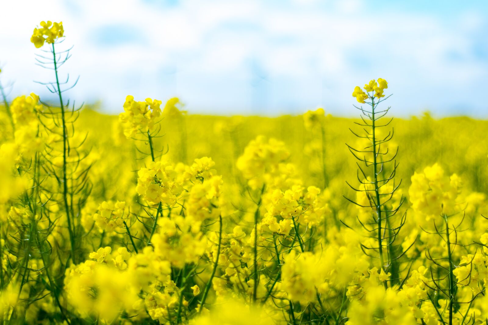 Nikon D3300 sample photo. Field of rapeseeds, oilseed photography