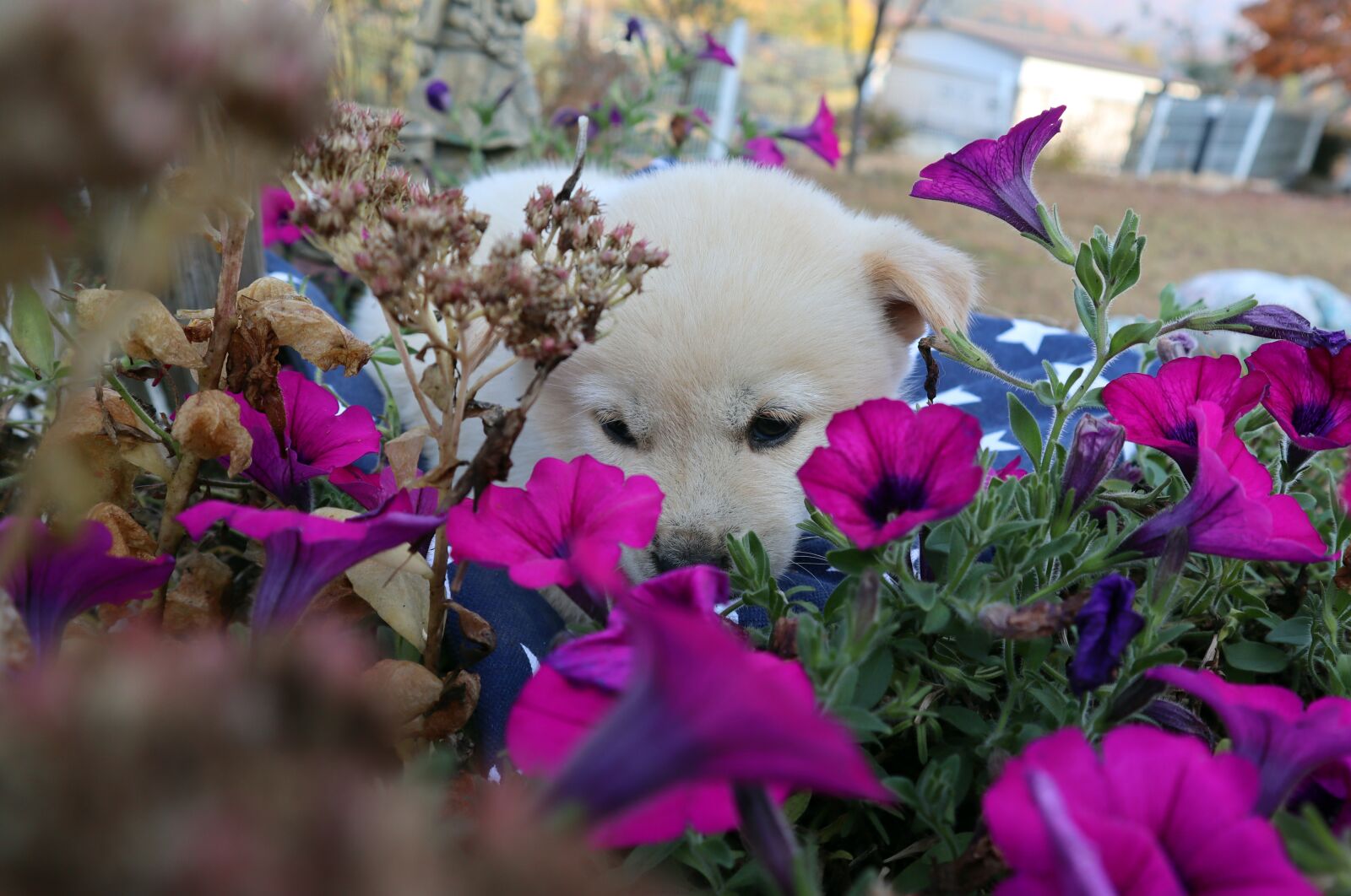 Canon EF-M 15-45mm F3.5-6.3 IS STM sample photo. Puppy, dog, animal photography