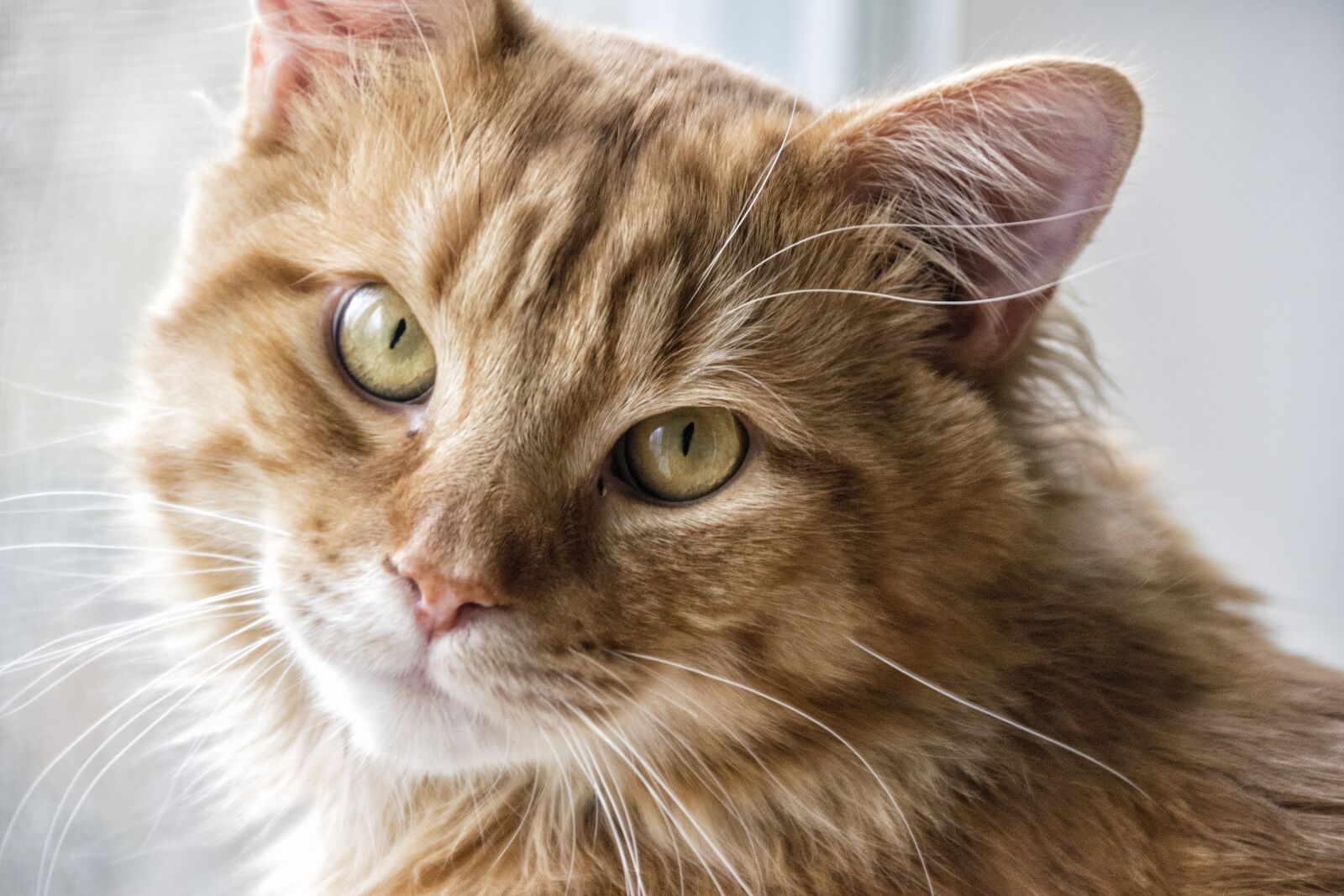 Nikon D5300 sample photo. Cat, feline, portrait photography
