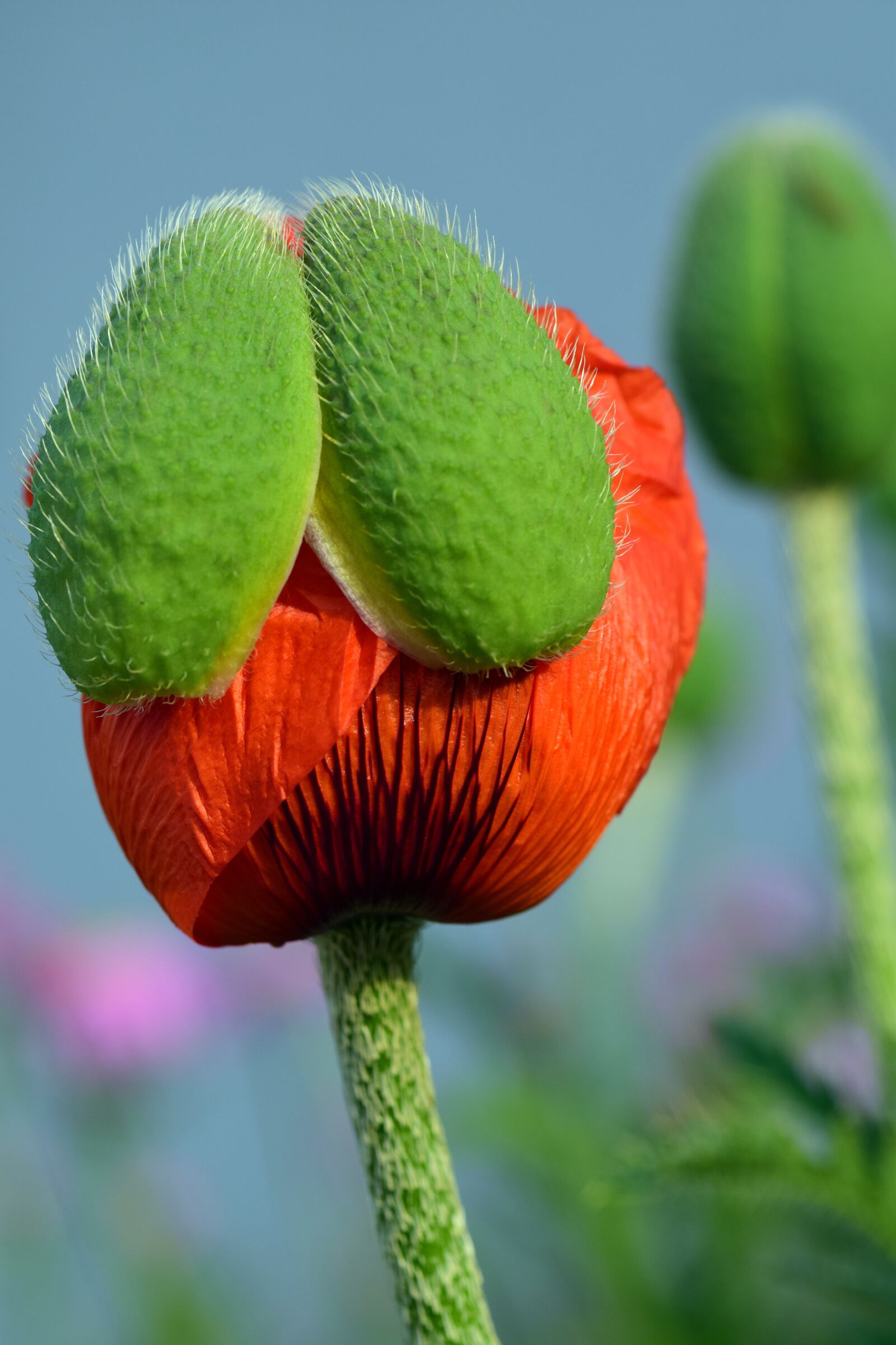 Nikon D3300 sample photo. Poppy, poppy bud, bud photography