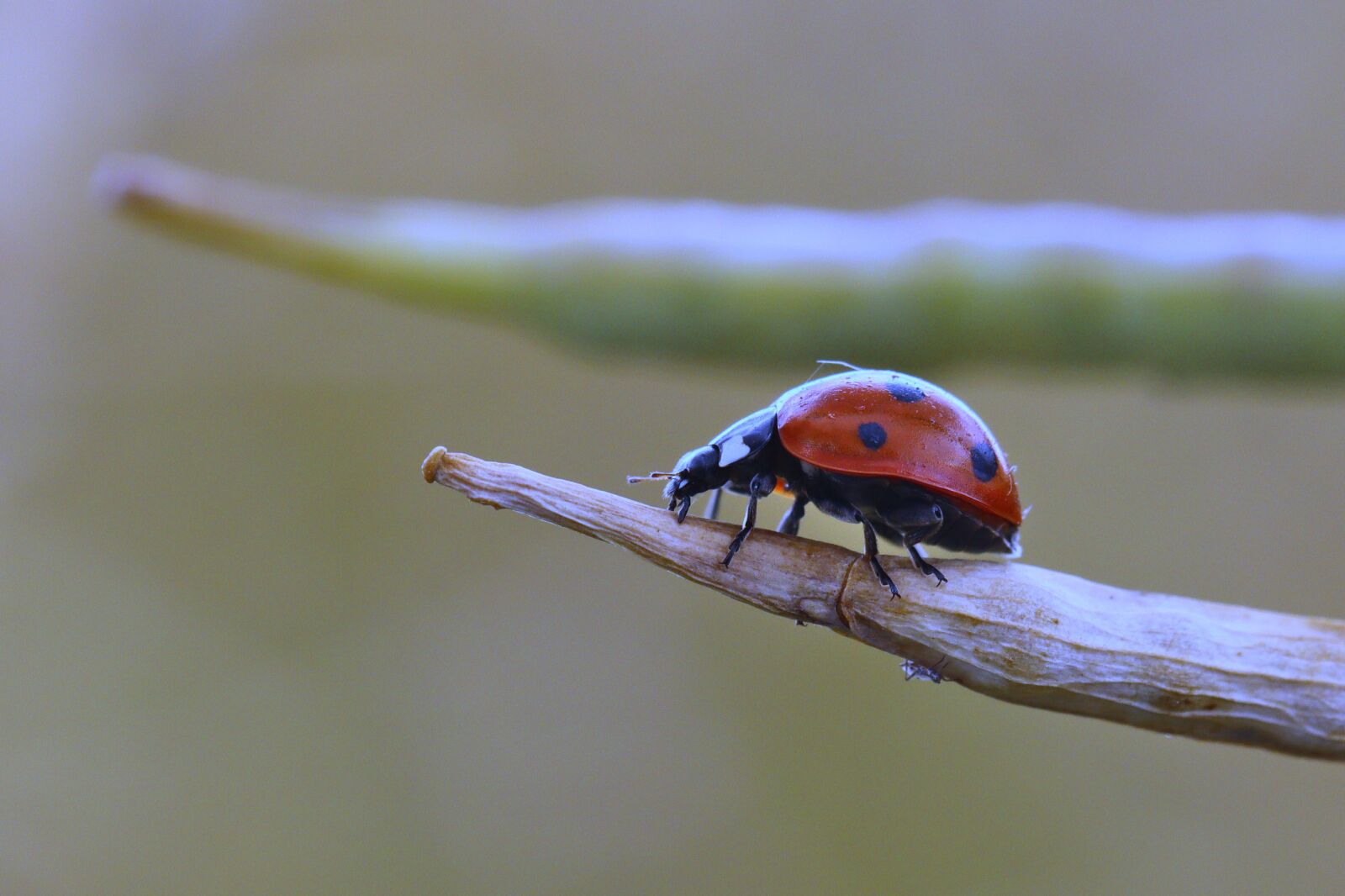 Canon EOS 250D (EOS Rebel SL3 / EOS Kiss X10 / EOS 200D II) sample photo. Ladybug, red, insect photography