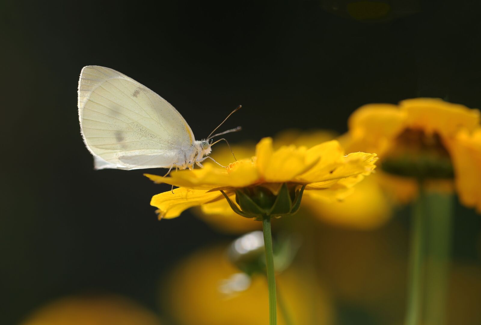 Canon EF 100mm F2.8L Macro IS USM sample photo. Animal, backdrop, background photography