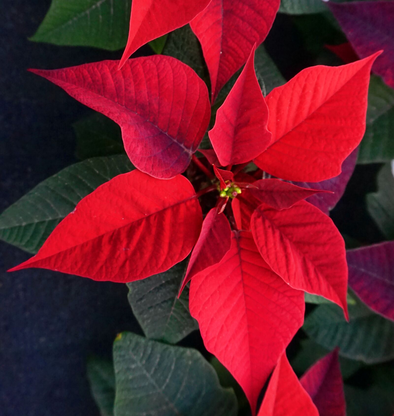 Sony E 16-50mm F3.5-5.6 PZ OSS sample photo. Poinsettia, red, blossom photography