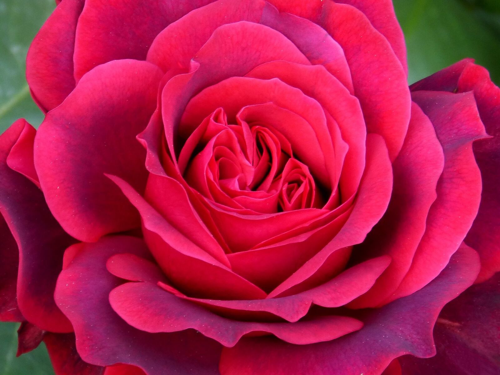 Panasonic DMC-FZ62 sample photo. Rosa, petals, foreground photography