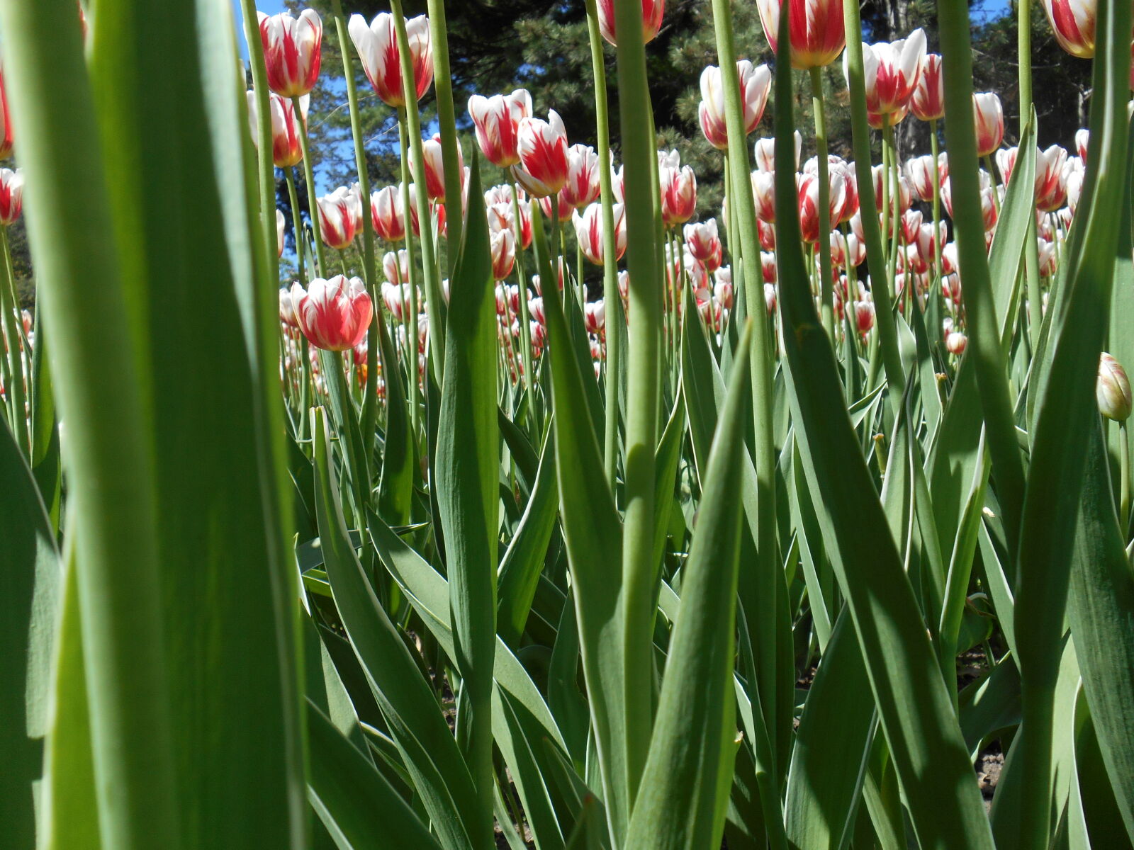 Nikon Coolpix S3500 sample photo. Absi, beautiful, flowers, blue photography