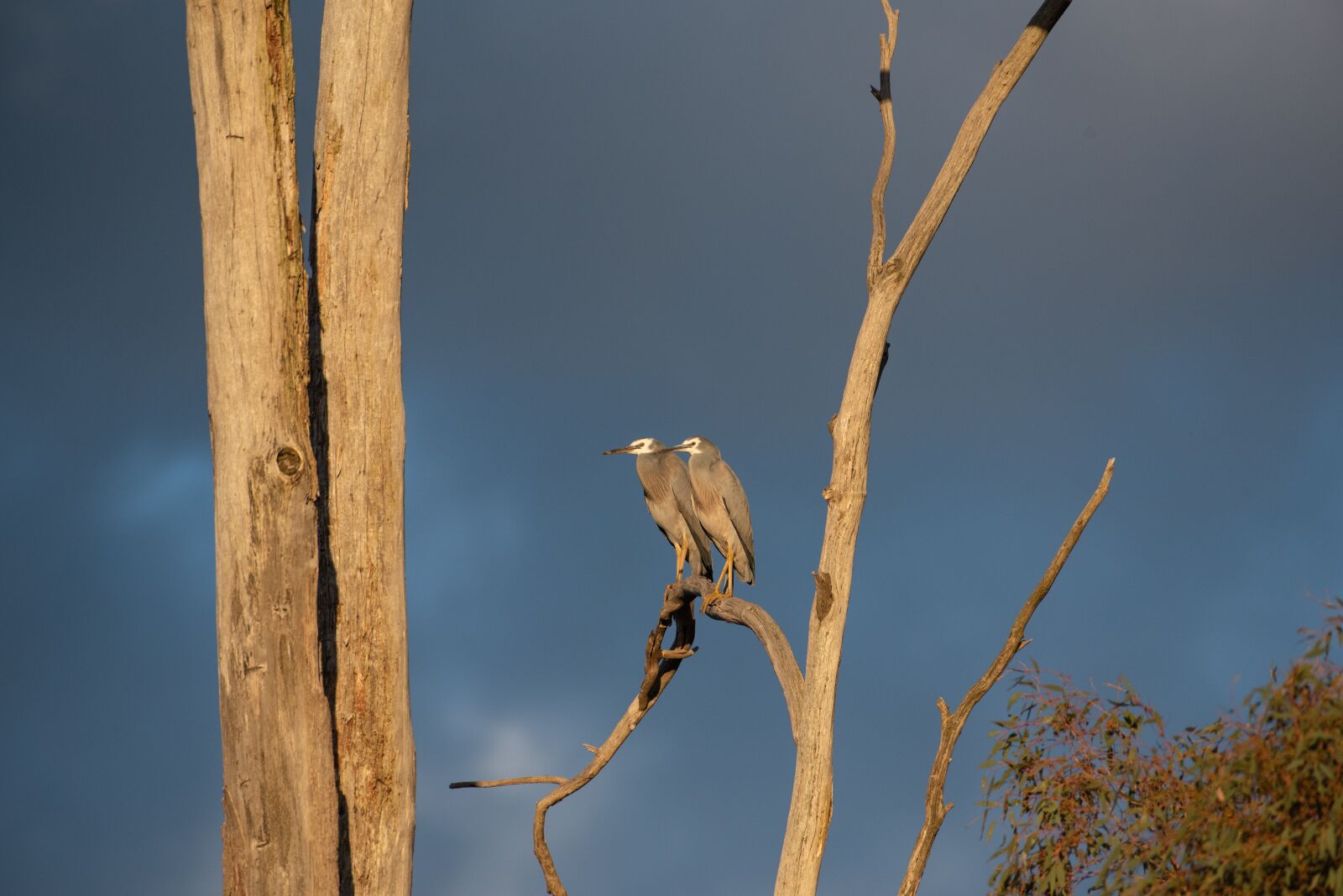 Nikon D750 sample photo. White faced heron, heron photography