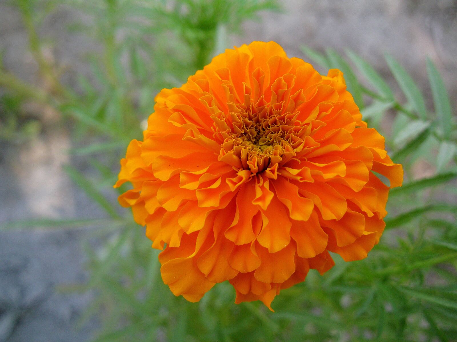 Canon PowerShot A3000 IS sample photo. Flower, nature, marigold photography