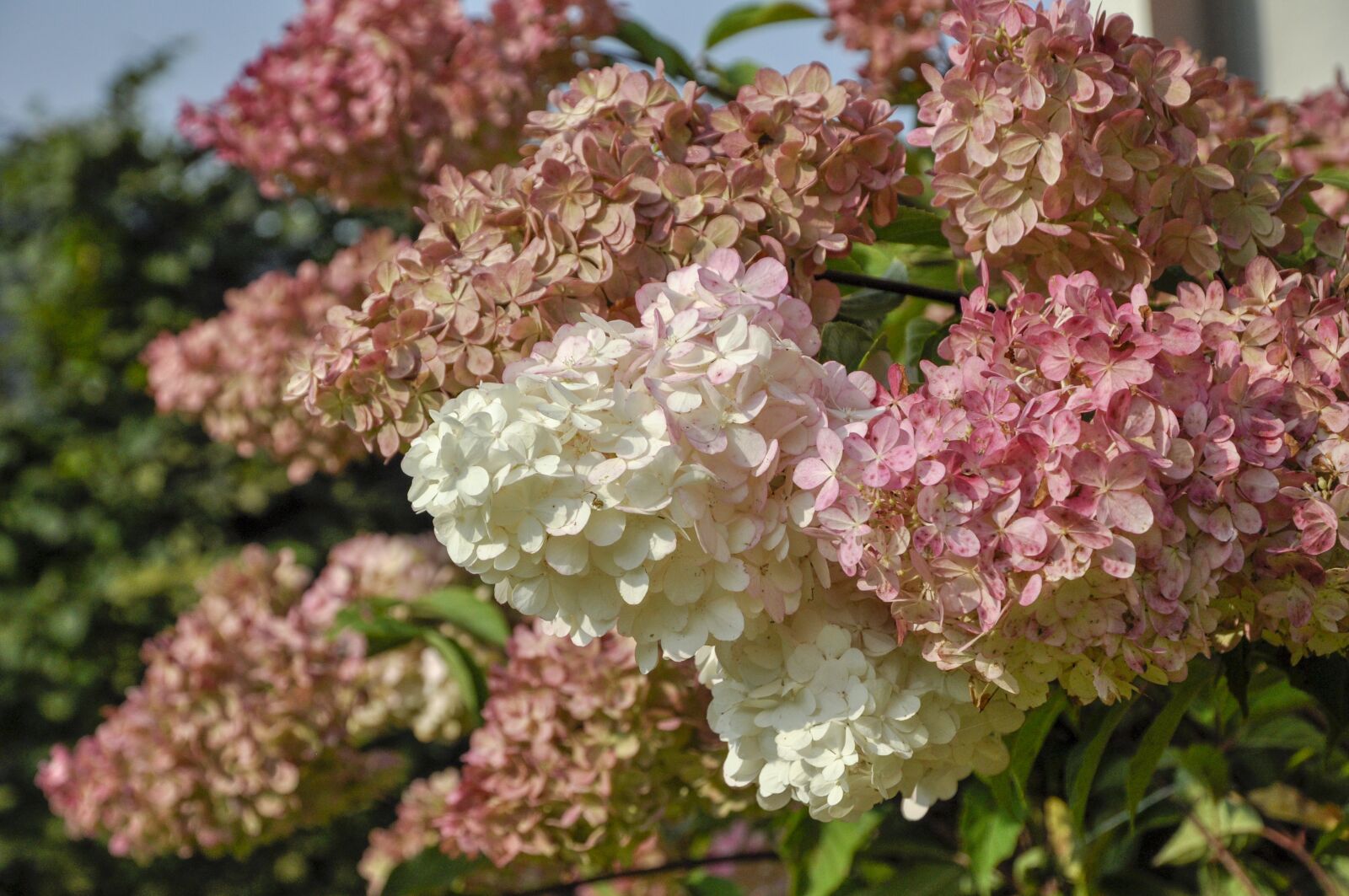 Nikon D90 sample photo. Hydrangea, hydrangea bukietowa, bukietowa photography