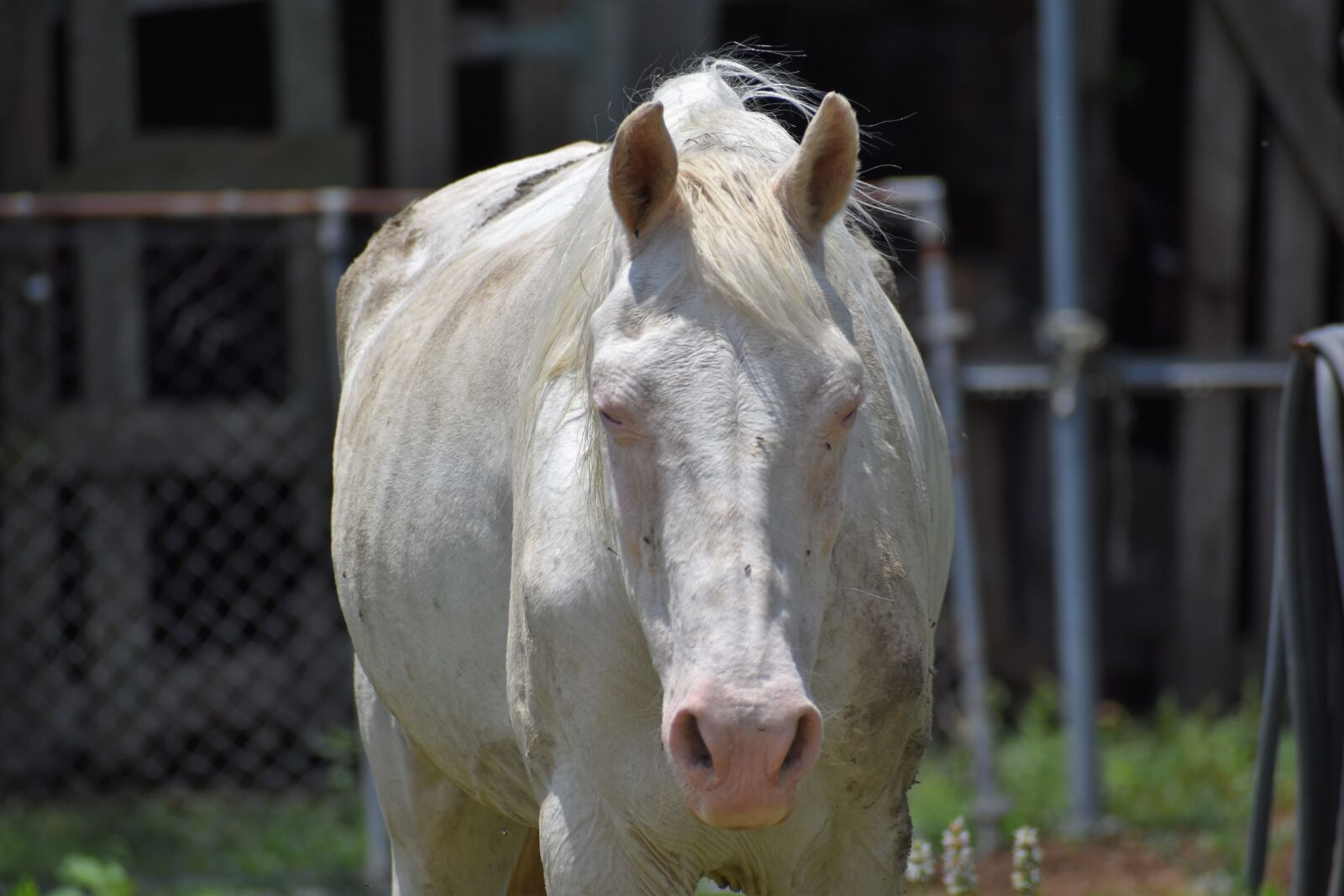 Nikon D3500 sample photo. Albino, horse, neglected photography