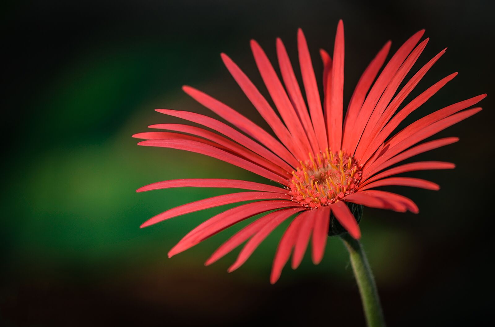 Nikon D5100 sample photo. Nature, flower, spring photography
