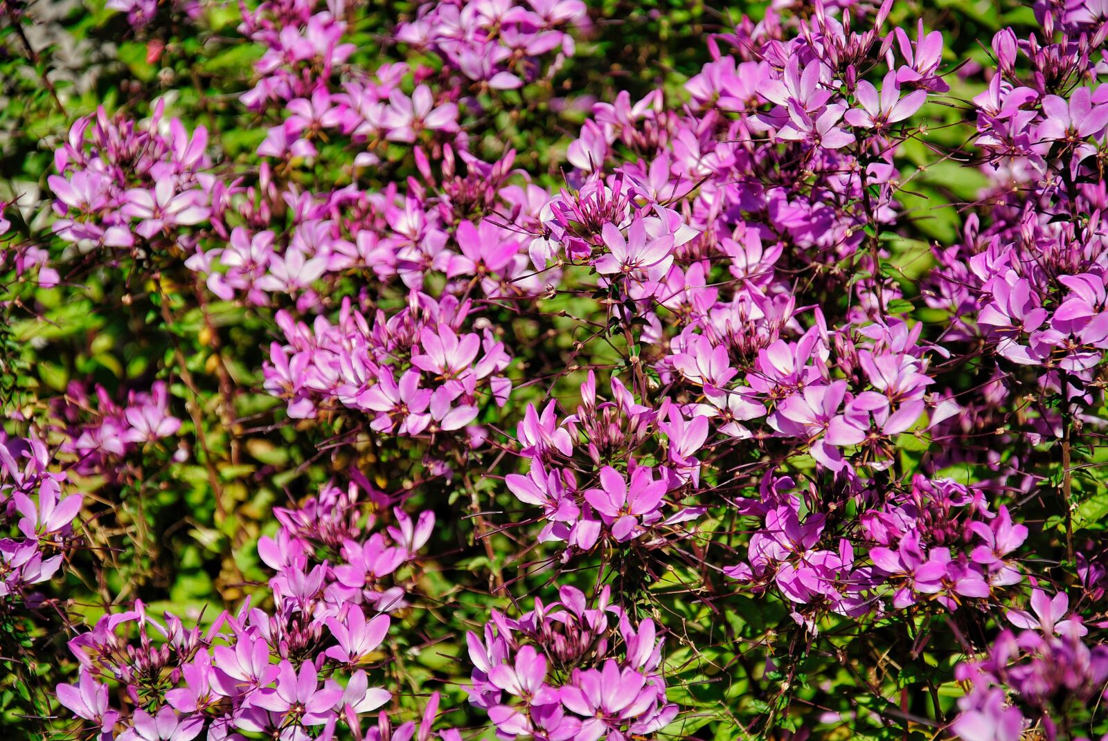 Nikon D3000 sample photo. Flower, blossom, bloom photography