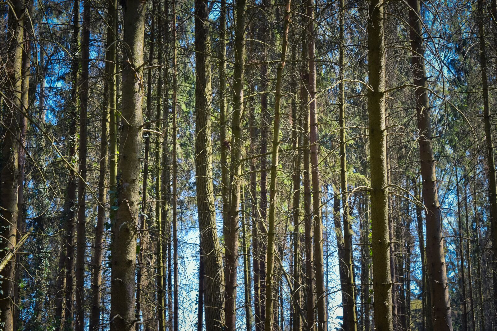 Nikon D3300 sample photo. Forest, trees, nature photography