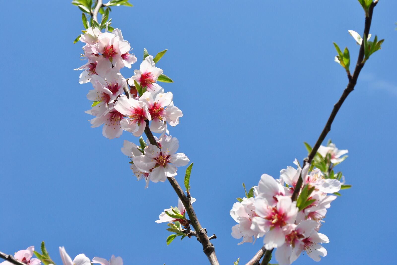 Nikon D3000 sample photo. Spring, nature, reborn photography
