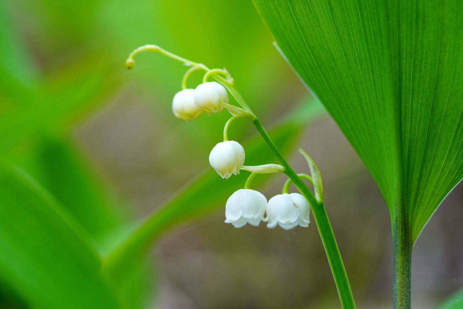 Sony a7R III sample photo. Lily of the valley photography