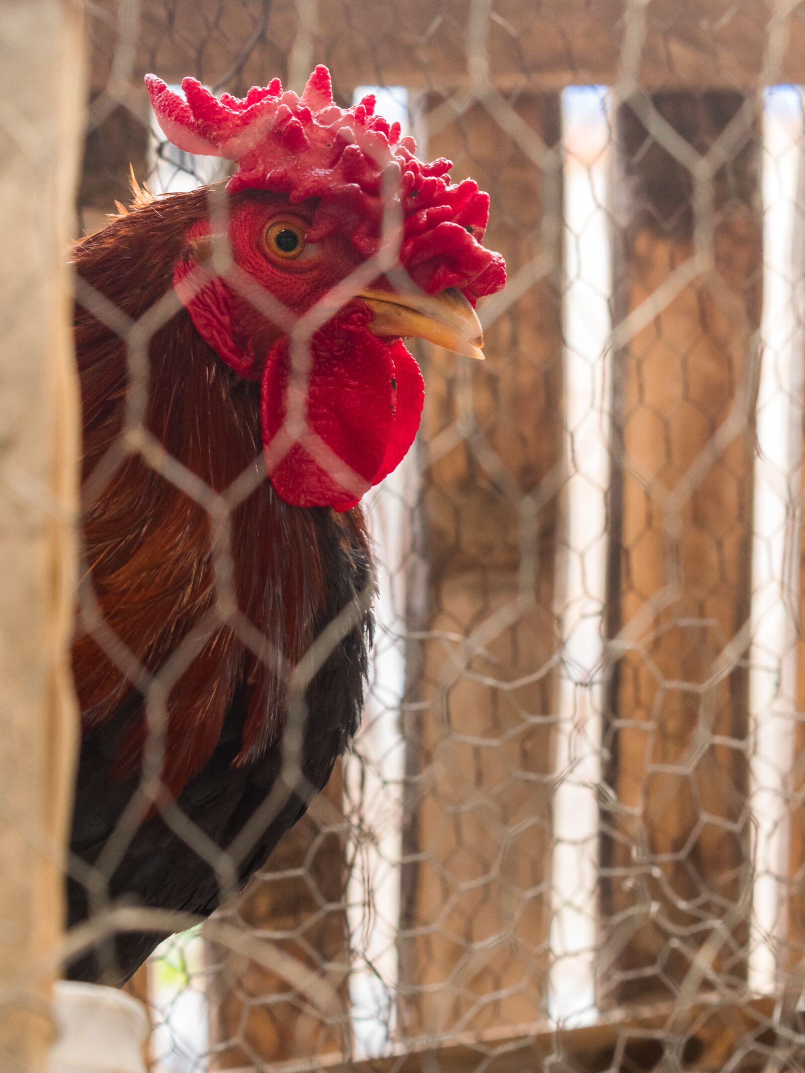 Nikon D5300 sample photo. Animal, farm, agriculture photography