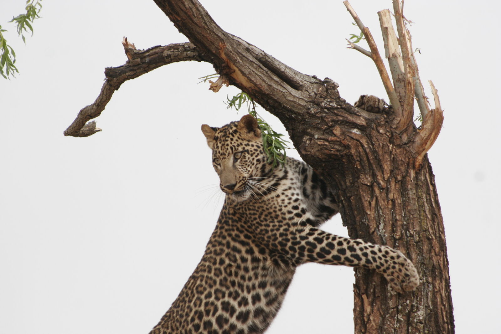 Canon EOS 20D sample photo. Leopard, leaning, on, tree photography