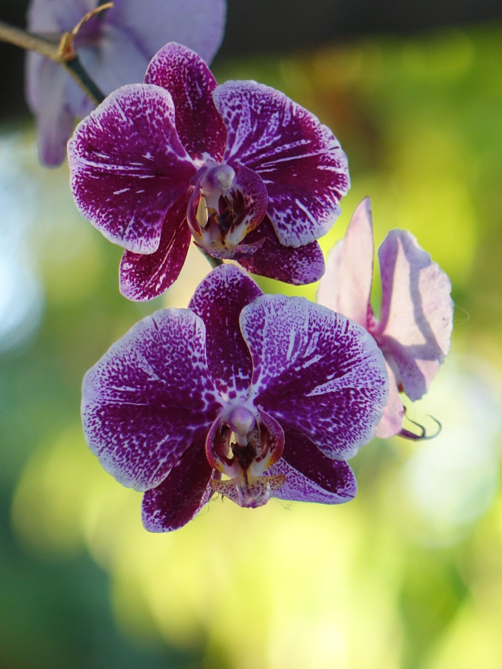 Sony Cyber-shot DSC-RX10 sample photo. Orchid, butterfly the falkland photography
