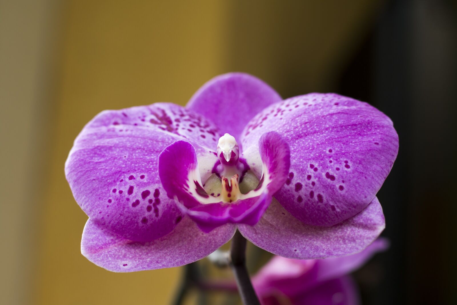 Canon EOS 70D + Canon EF 50mm F1.8 STM sample photo. Orchid, flower, plant photography