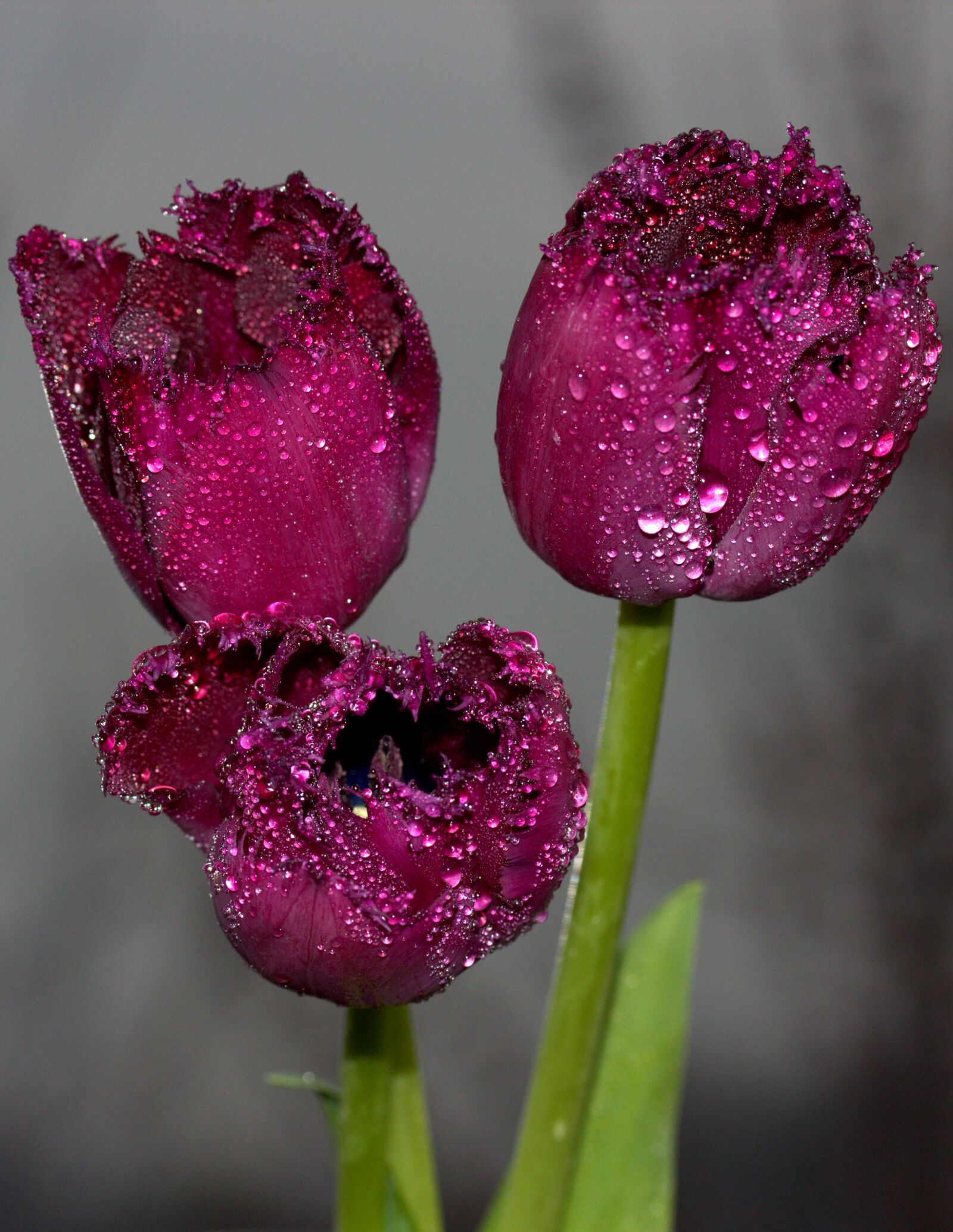 Canon EF-S 60mm F2.8 Macro USM sample photo. Tulips, red, drops photography