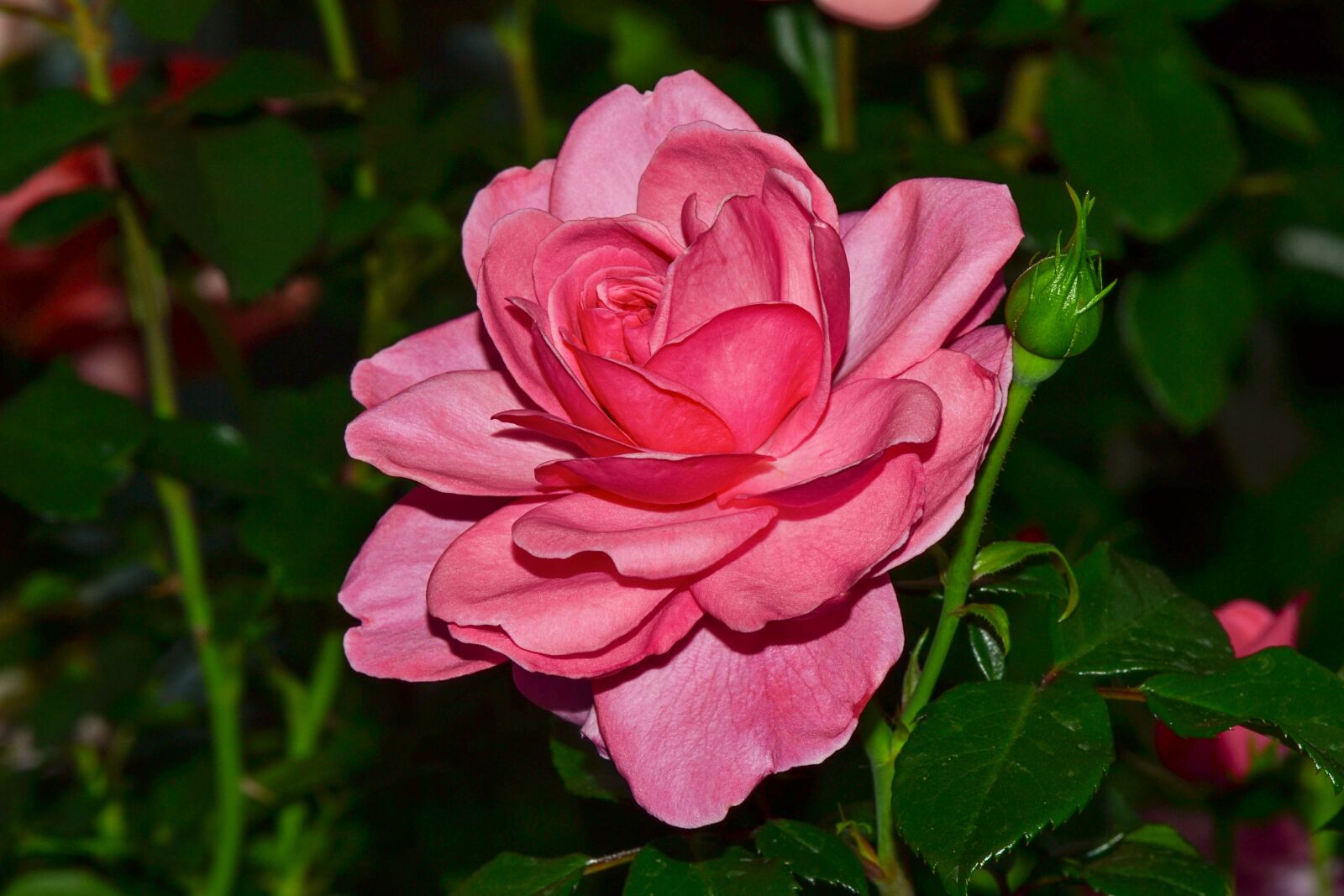 Nikon D3100 sample photo. Rose, flower, beauty photography