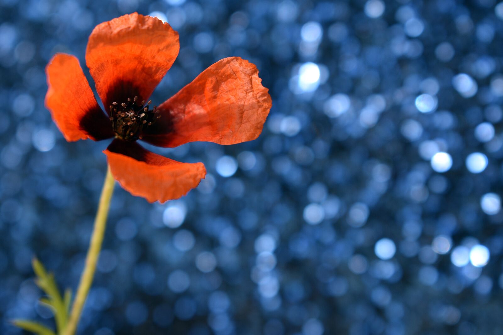 Nikon D3400 sample photo. Flower, flowers, poppy photography