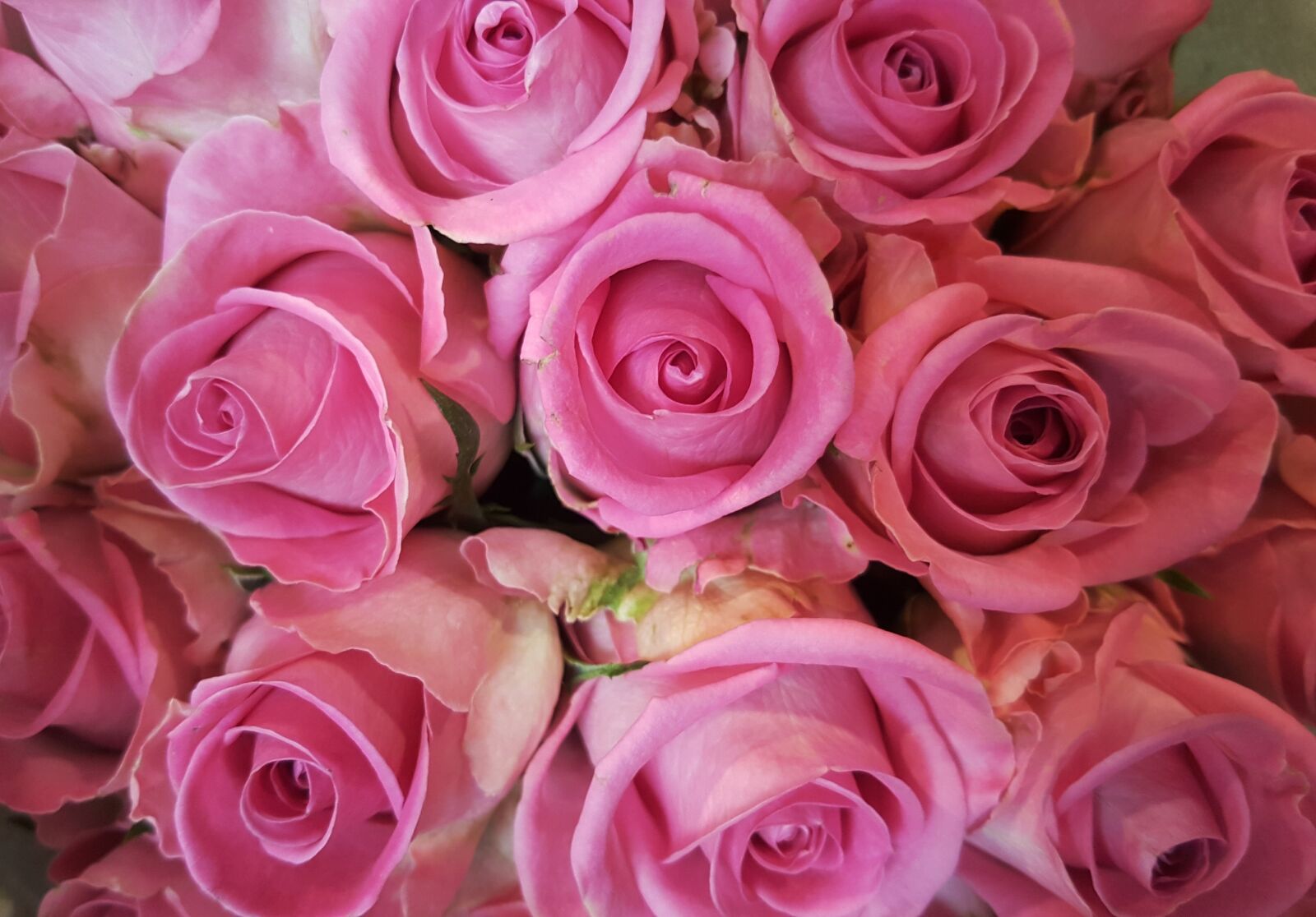 Samsung Galaxy S6 sample photo. Rose, pink, pink rose photography