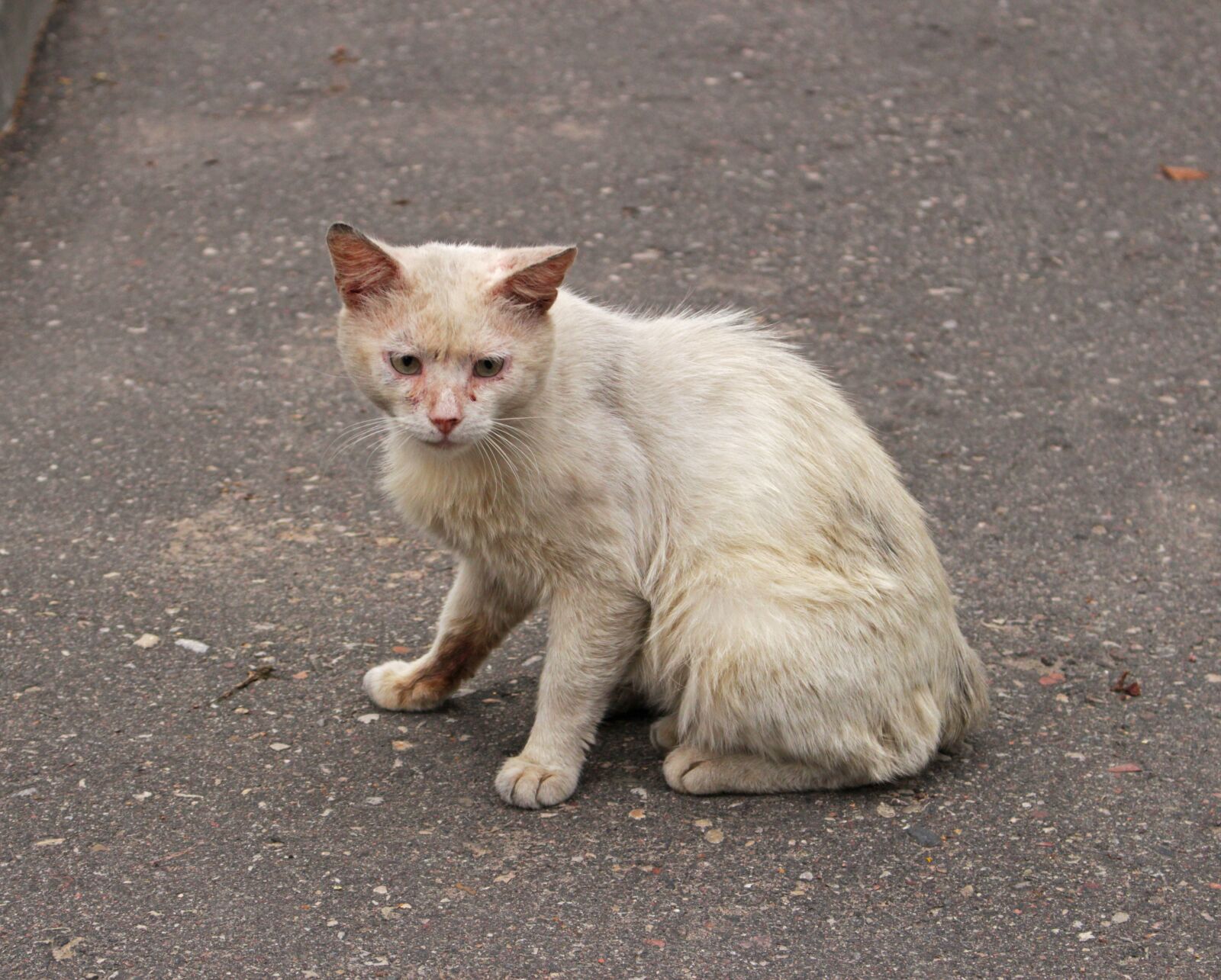 Canon EOS 700D (EOS Rebel T5i / EOS Kiss X7i) sample photo. Cat, cat dreams, fluffy photography