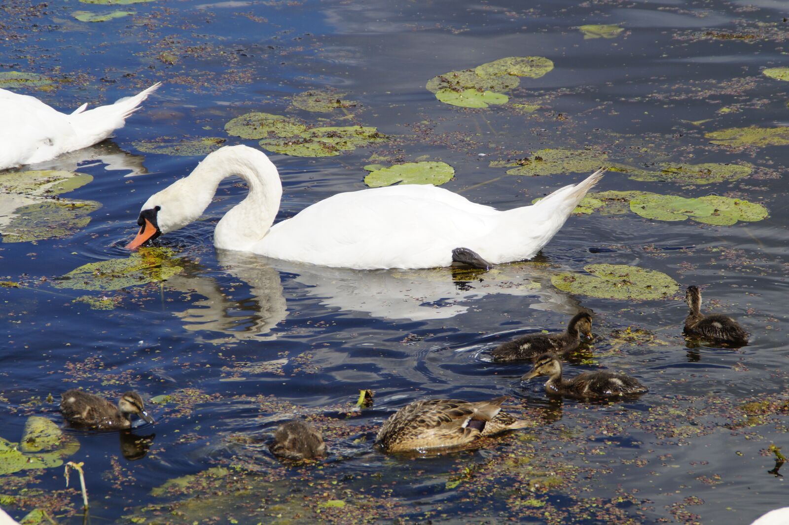 Sony SLT-A58 sample photo. Swans, eat, waterfowl photography