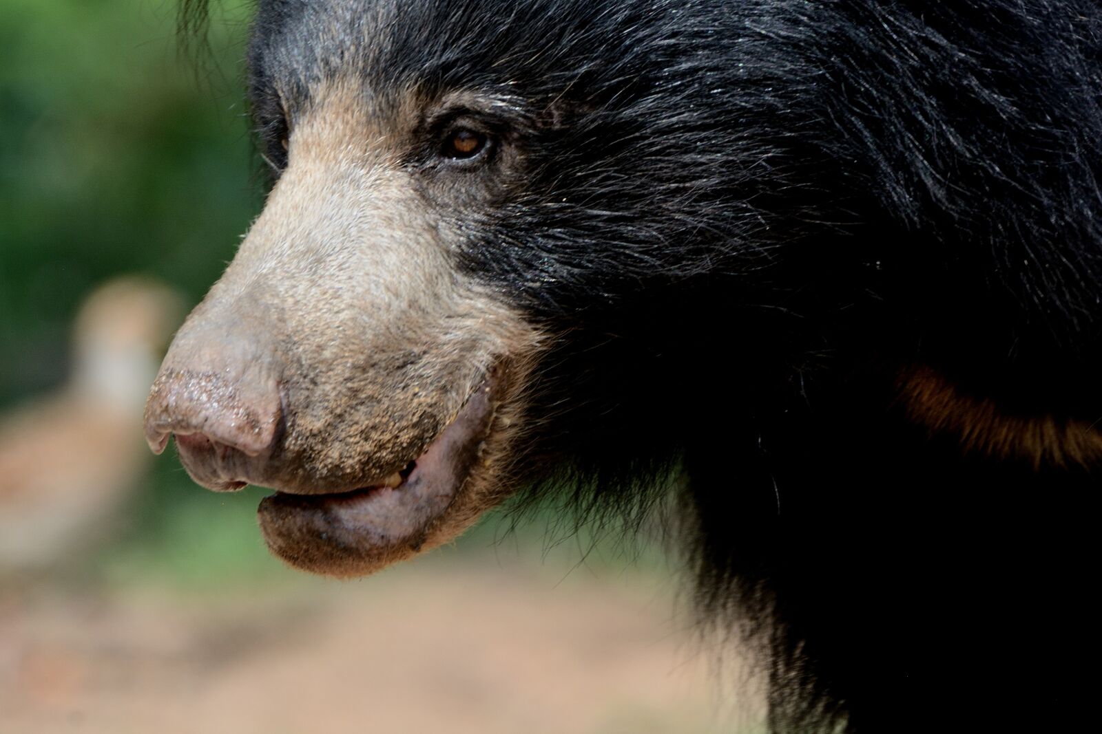 Nikon D7100 sample photo. Sloth bear female, daroji photography