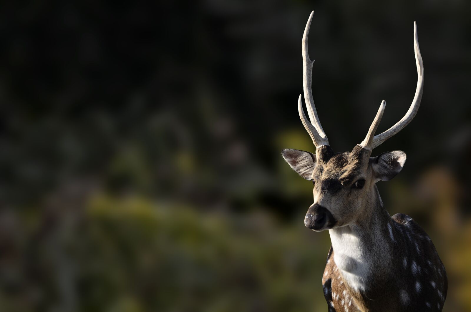 Nikon D7000 sample photo. Antelope, animal, nature photography