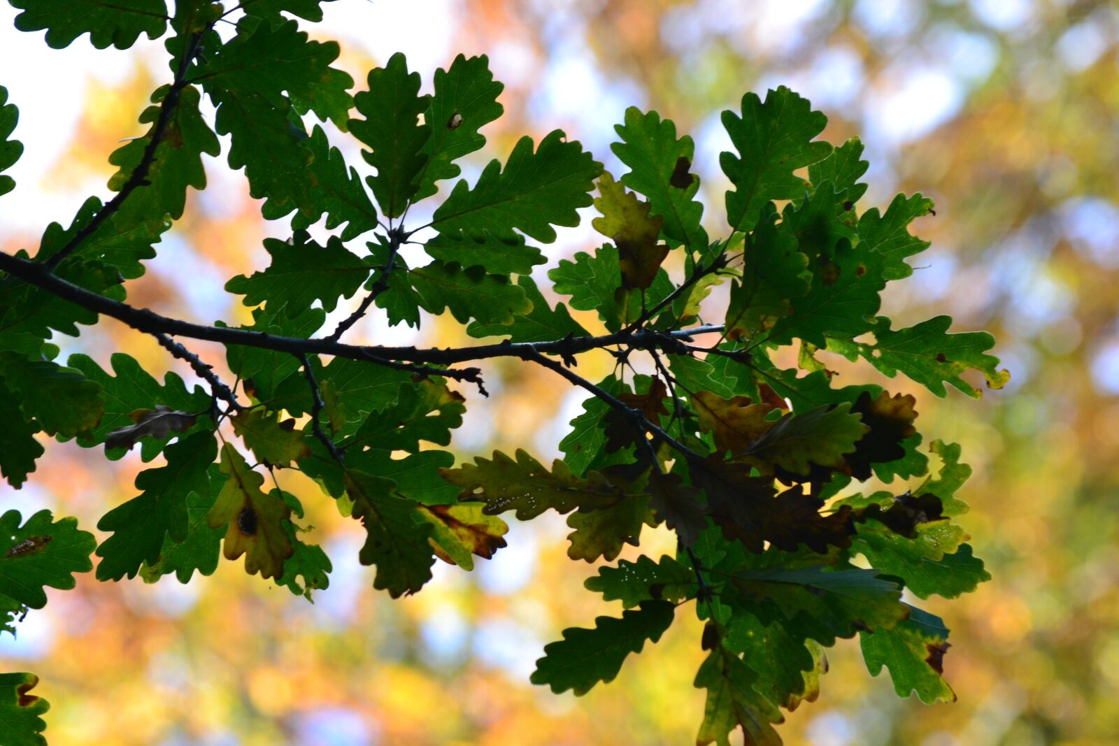 Nikon D3100 sample photo. Forest, deciduous tree, autumn photography