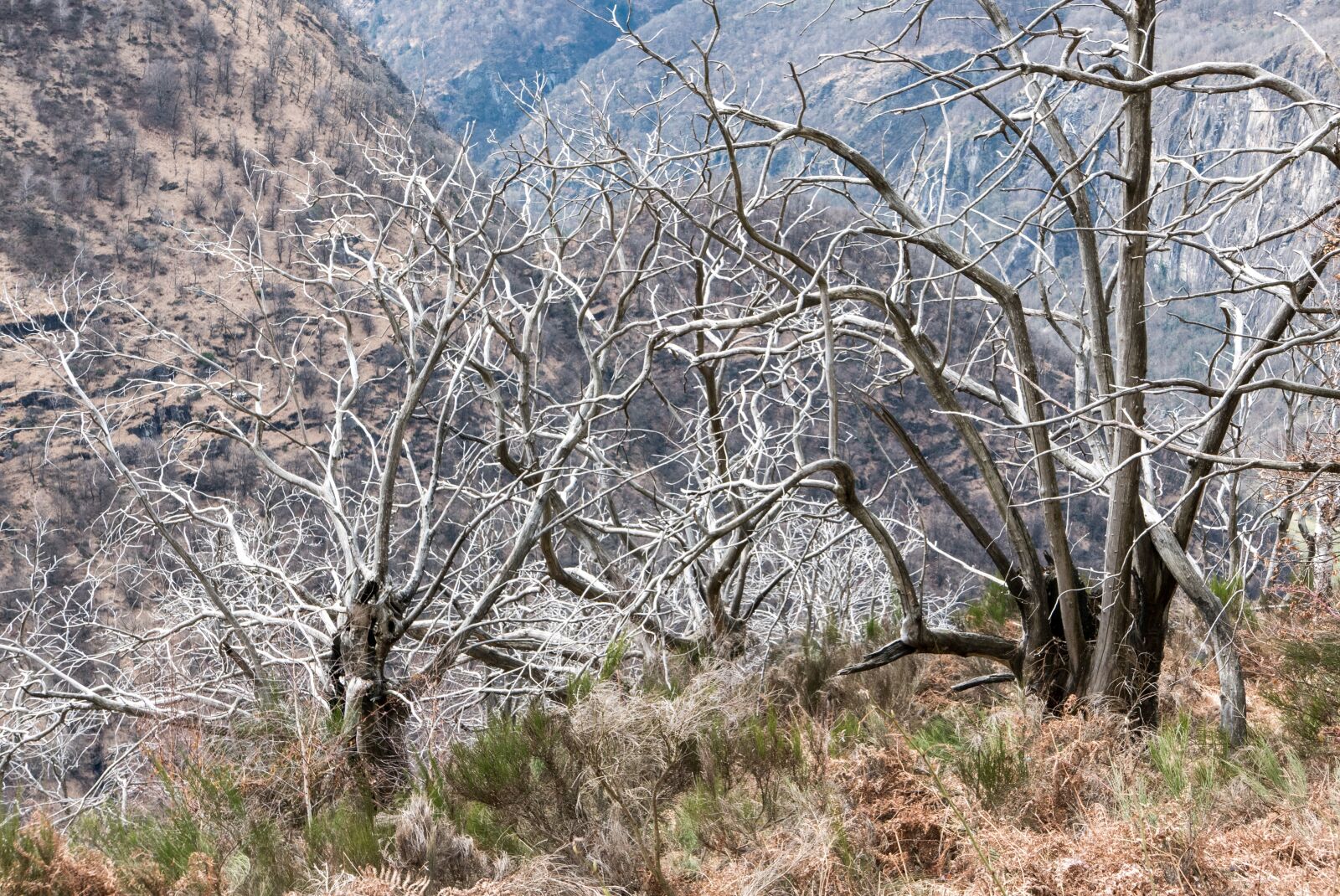 Panasonic Lumix DMC-LX100 sample photo. Ticino, maggia valley, chestnut photography