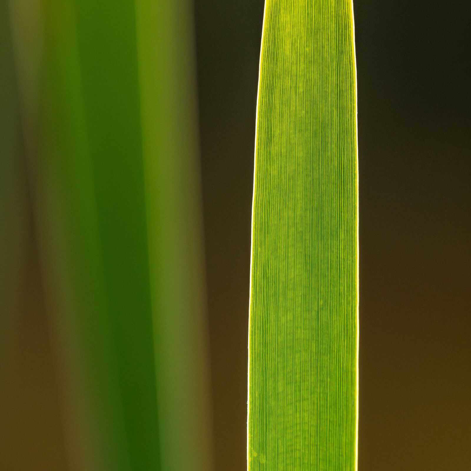 Nikon D850 sample photo. Reeds, sheet, green photography