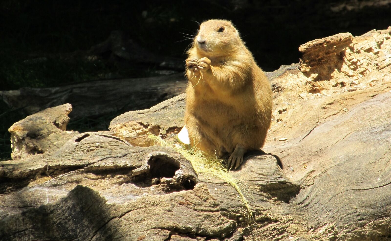 Canon PowerShot SX130 IS sample photo. Prairie dog, portrait, close photography