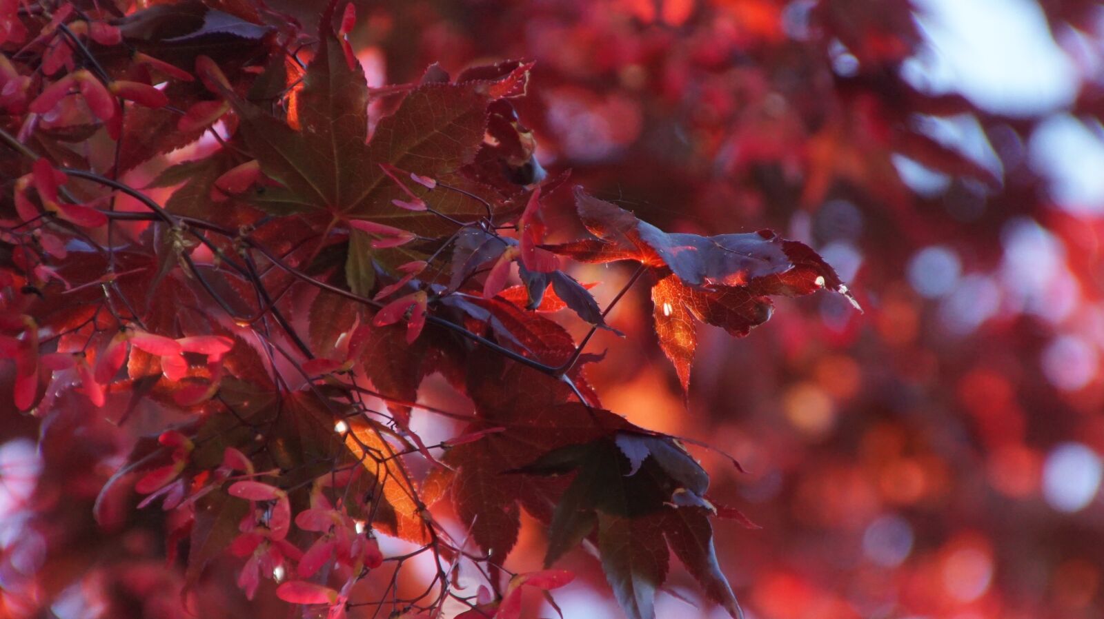 Sony ILCA-77M2 + DT 18-270mm F3.5-6.3 SSM sample photo. Autumn, leaves, red photography